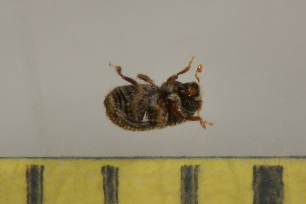 Curculionidae:  Hypoborus ficus?  S !